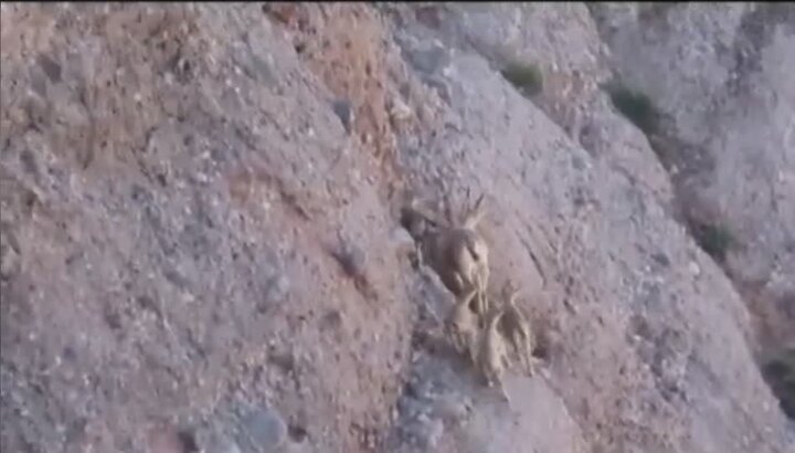 چهارقلو زایی بز وحشی در منطقه حفاظت شده سبزکوه چهارمحال‌وبختیاری