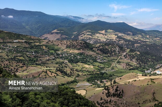 برداشت توت فرنگی در روستای سی دشت