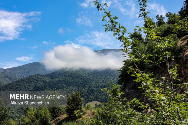 برداشت توت فرنگی در روستای سی دشت