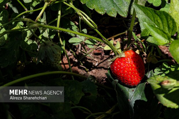 برداشت توت فرنگی در روستای سی دشت