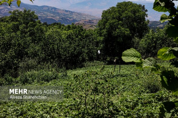 برداشت توت فرنگی در روستای سی دشت