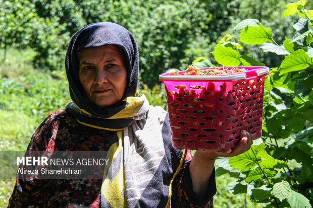 برداشت توت فرنگی در روستای سی دشت