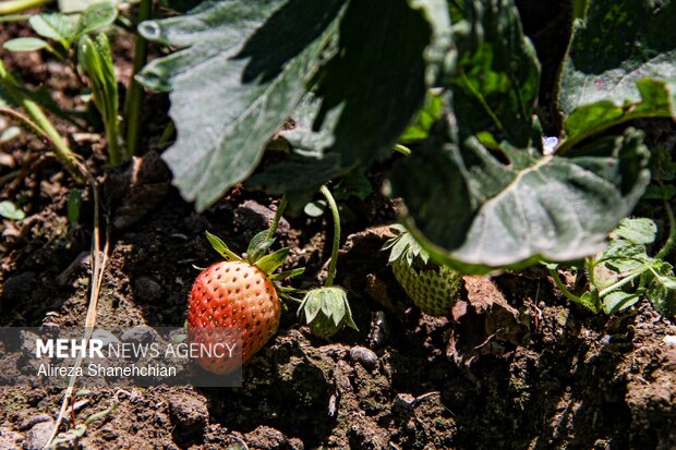 برداشت توت فرنگی در روستای سی دشت
