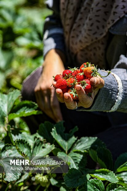 برداشت توت فرنگی در روستای سی دشت