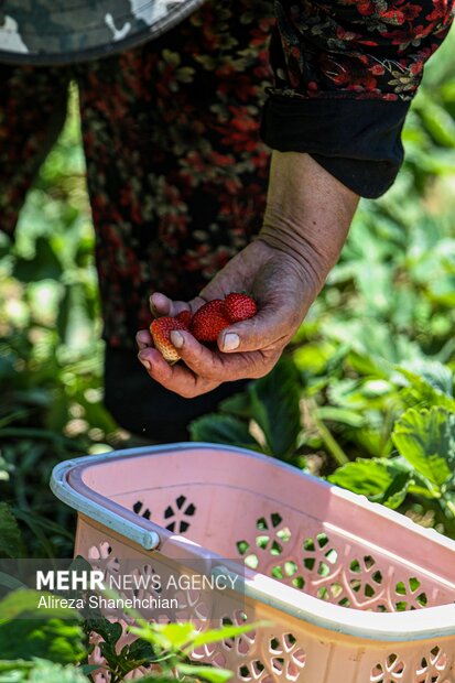 برداشت توت فرنگی در روستای سی دشت