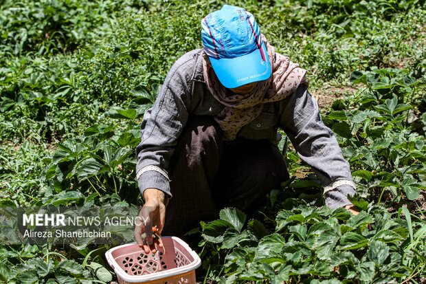 برداشت توت فرنگی در روستای سی دشت