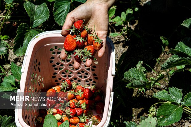 برداشت توت فرنگی در روستای سی دشت