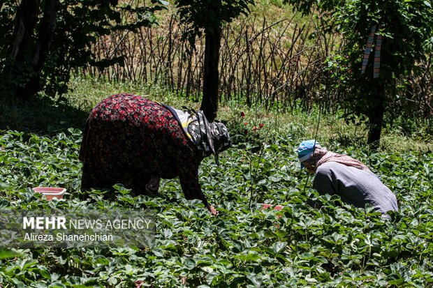 برداشت توت فرنگی در روستای سی دشت