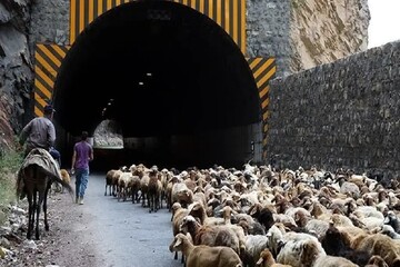 انسداد موقت جاده چالوس و آزادراه تهران شمال به دلیل عبور احشام