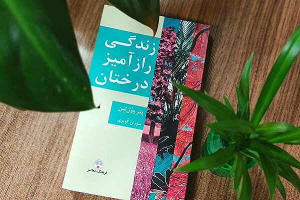 درختان همسایه‌هایی که مراقب هم هستند/ رازهای پنهان زیر پوست جنگل