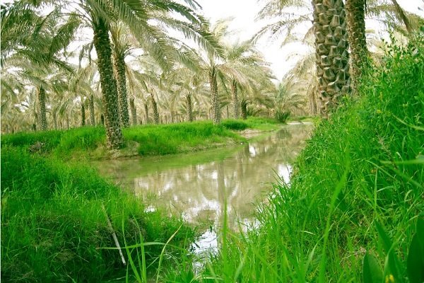 فشار خشکسالی به کشاورزی در بخش ارم؛ چاه ها و قنوات احیا شوند