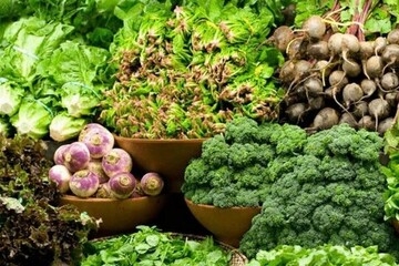 برداشت بیش از ۲۵۰ تن سبزیجات برگی در زهک