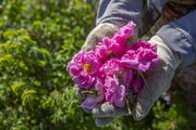 جشنواره سنتی گلاب‌گیری در شاه ناحر کجور برگزار شد