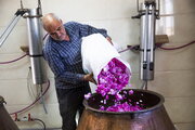 سالانه یک میلیون تن‌گلاب در خوی تولید می شود