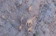 چهارقلوزایی بز وحشی در منطقه سبزکوه