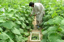 تحقق بیش از ۱۰۰ درصدی اشتغال کشاورزی در سیستان و بلوچستان