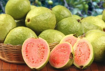 برداشت میوه گواوا از باغ‌های میناب آغاز شد