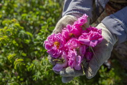 جشنواره سنتی گلاب‌گیری در شاه ناحر کجور برگزار شد