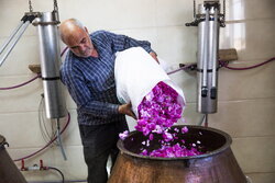 سالانه یک میلیون تن‌گلاب در خوی تولید می شود