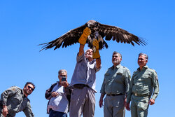رها سازی پرندگان شکاری در همدان