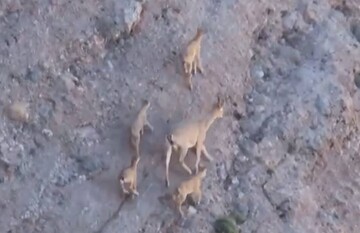 چهارقلوزایی بز وحشی در منطقه سبزکوه