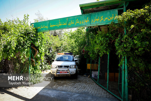 رها سازی پرندگان شکاری در همدان