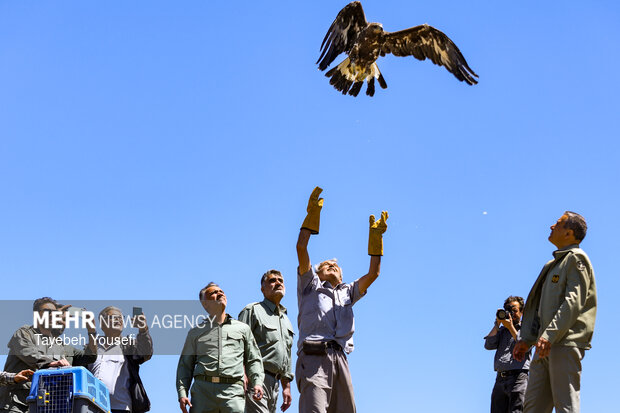 رها سازی پرندگان شکاری در همدان