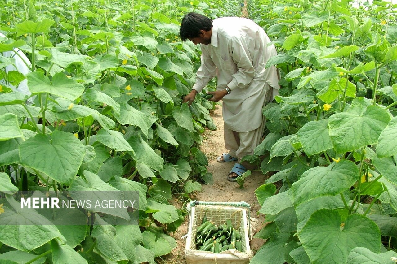تحقق بیش از ۱۰۰ درصدی اشتغال کشاورزی در سیستان و ب