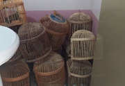 کشف ۱۵ قطعه کبک زنده از یک منزل مسکونی در سقز