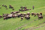 واگذاری ۷ طرح مرتعداری در سمنان؛ گامی بلند برای مدیریت مشارکتی مراتع