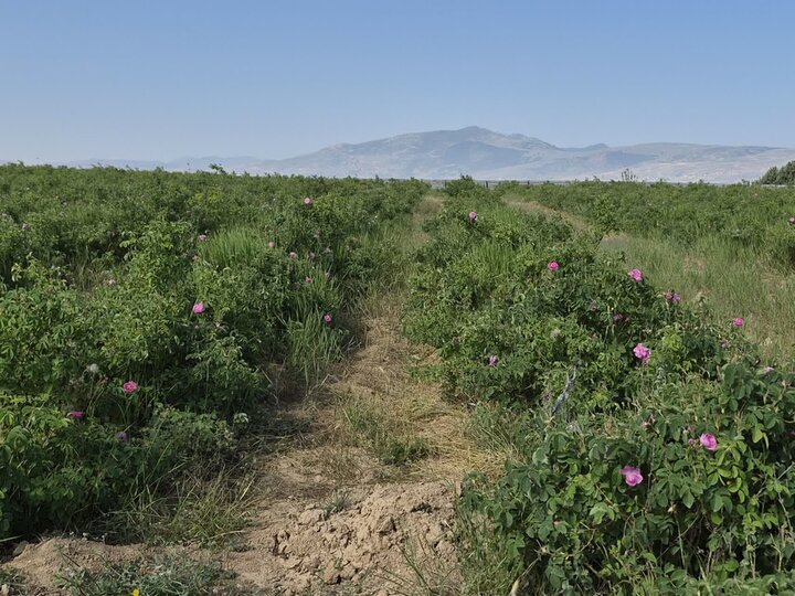 سفر به قدمگاه رهبر شهید؛ روستاگردی از پشرت تا پشتکوه ساری