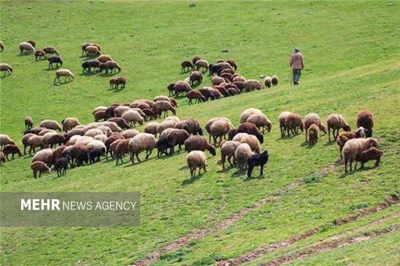 واگذاری ۷ طرح مرتعداری در سمنان؛ گامی بلند برای مدیریت مشارک