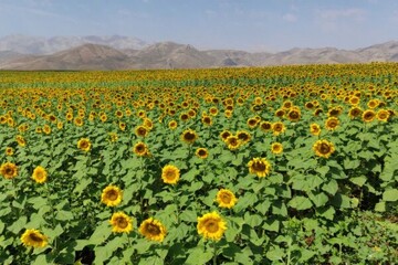 برداشت تخمه آفتابگردان آجیلی در بمپور؛ جهش تولید با دوکشت در سال
