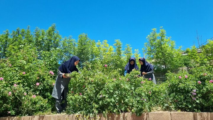 عطر گل و گلاب در مدارس کجور؛ معلم و دانشآموز هر دو باغبان شدند