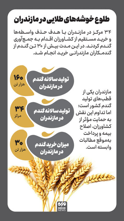 اینفوگرافیک؛ دروی طلای زرد در گندمزارهای مازندران