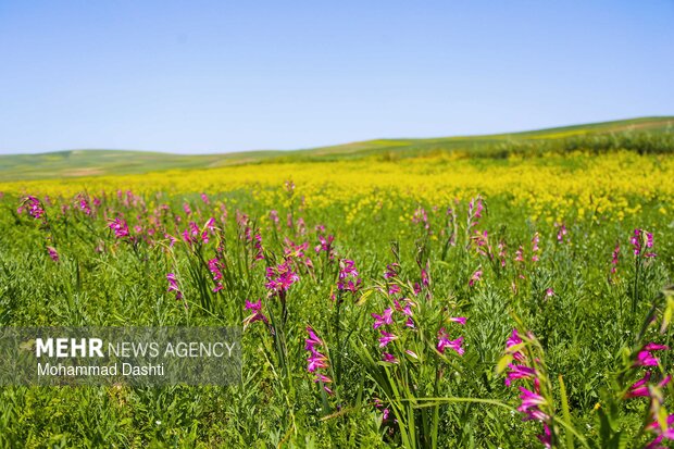 شهرستان گرمی؛نگین سبز اردبیل