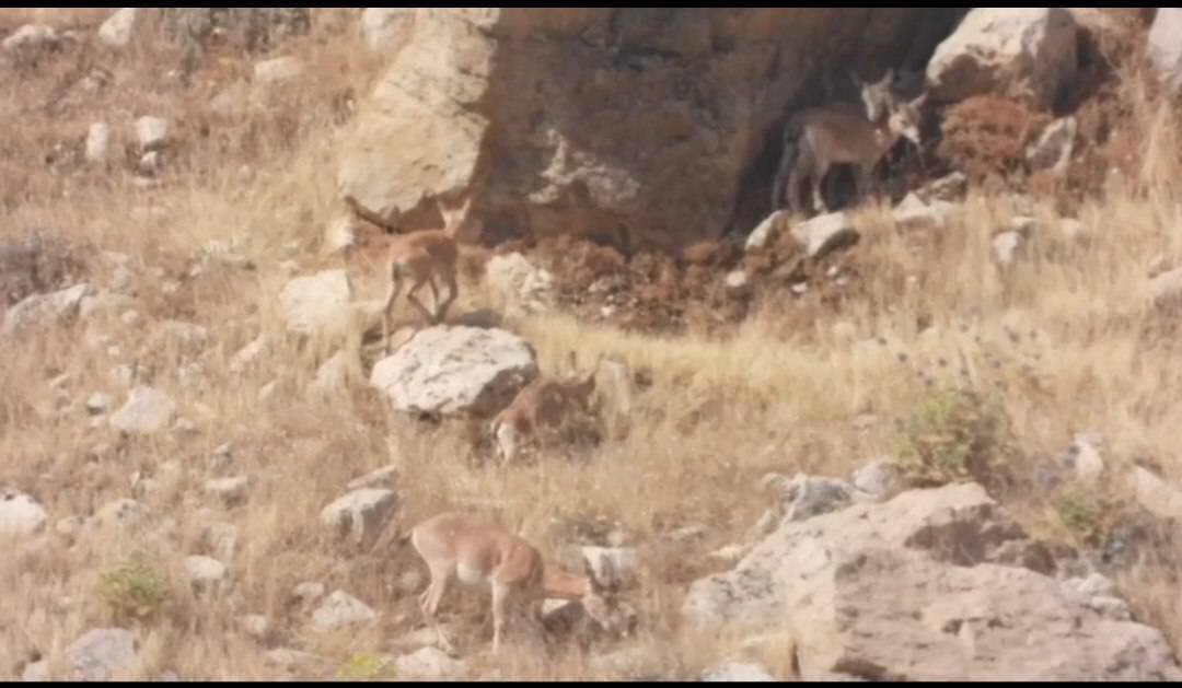 منطقه،خائيز،وحشي،حفاظت،ثبت،بزهاي،وحش،زيستي،حيات،جمعيت،زيست،ح ...