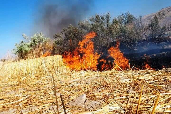 سوزاندن،بقاياي،حفاظت،زيست،محيط،قويدل،متخلفان