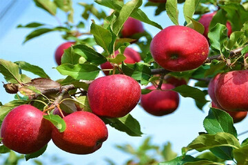 تولید ۵۲ درصد سیب با کیفیت آذربایجان‌شرقی در مراغه
