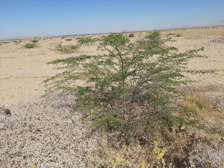 دهران در محاصره شن‌های روان؛۸۰ هزار هکتار کانون فرسایش بادی شناسایی شد