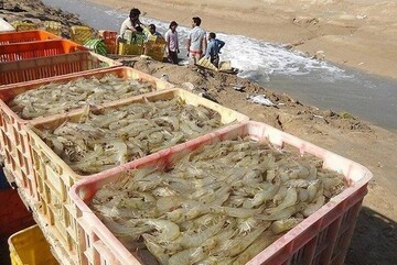 رهنما: تکرار الگوهای سنتی صنعت میگو را در معرض بحران قرار می دهد