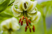 گونه نادر سوسن چلچراغ نمین در خطر انقراض