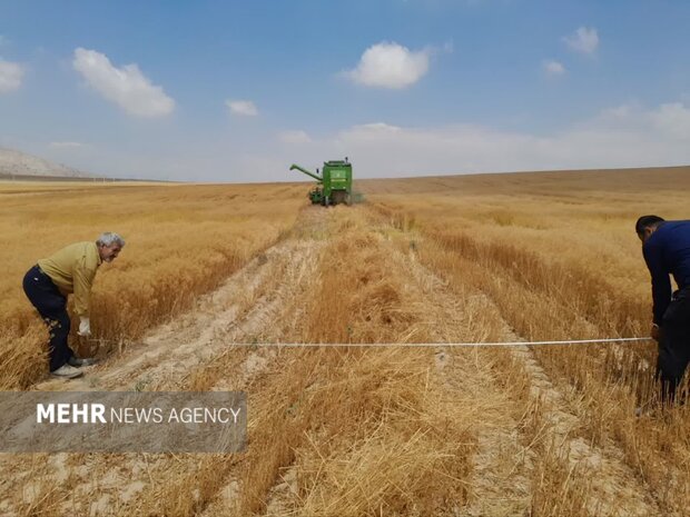 تقویت امنیت غذایی چهارمحال و بختیاری با خرید تضمینی گندم