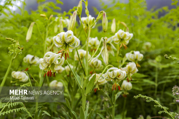 اثر طبیعی ملی؛ گل سوسن چلچراغ