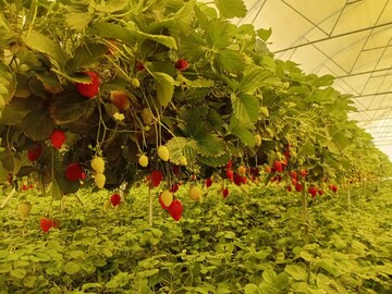 برداشت ۹۰ تن توت‌فرنگی گلخانه‌ای در شهر فارسان