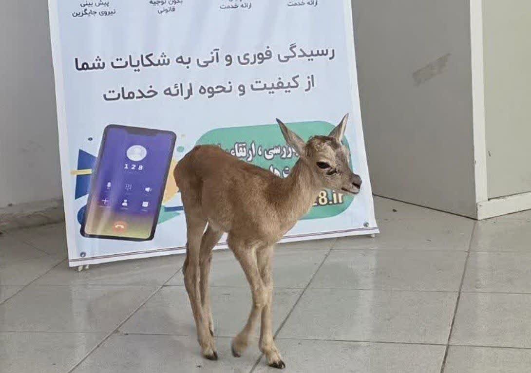 زيست،محيط،حفاظت،دليجان،بره،اداره،قوچ،حميدي،جانوري،وحشي