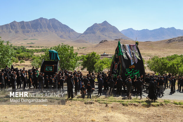 طولانی ترین نخل برداری روز عاشورا در روستای سعیدآباد پیشکوه یزد
