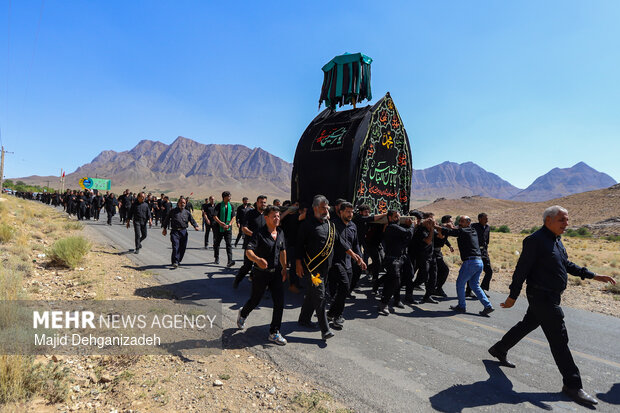 طولانی ترین نخل برداری روز عاشورا در روستای سعیدآباد پیشکوه یزد