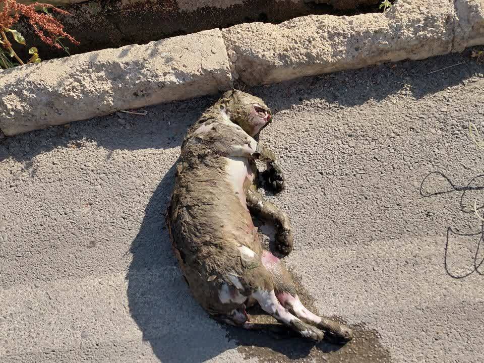 كانال،حفاظت،زيست،محيط،آب،لاشه،نيروگاه،موضوع،يگان،تلف