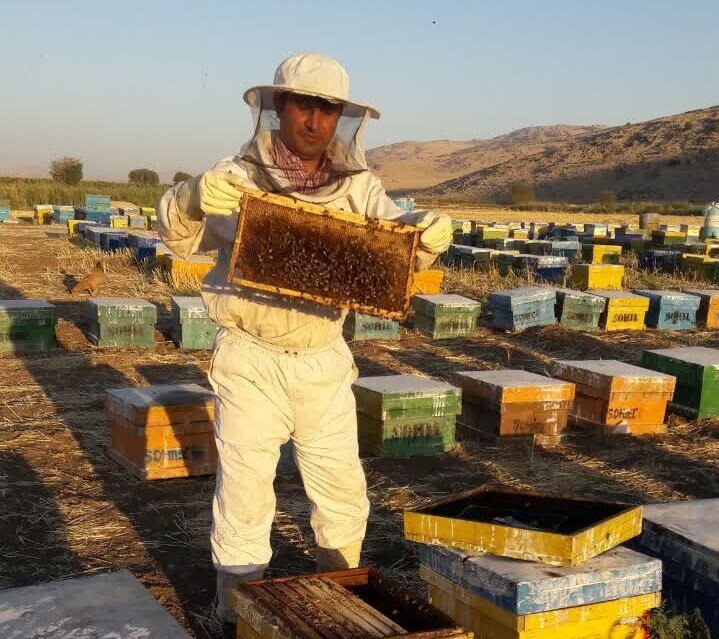 عسل زاگرس در مسیر جهش صادراتی؛زنبورداری کرمانشاه در انتظار حمایت